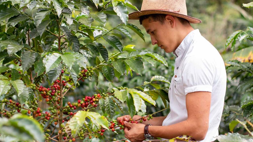 A Day in the Life of a Coffee Farmer